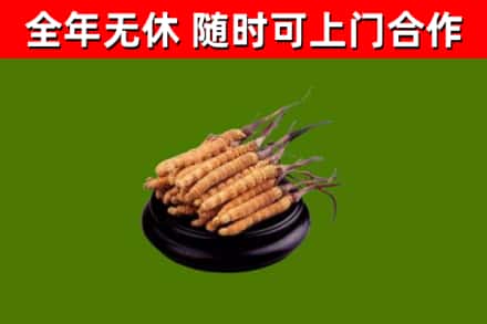 郁南回收散虫草